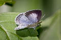 Jyntea Hedge Blue Celastrina argiolus iynteana (Hill Hedge Blue)