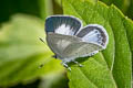 Jyntea Hedge Blue Celastrina argiolus iynteana (Hill Hedge Blue)