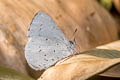 Jyntea Hedge Blue Celastrina argiolus iynteana (Hill Hedge Blue)