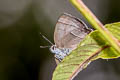 Kabru Hairstreak Chrysozephyrus kabrua philipi (Kabrua Hairstreak)