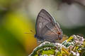 Kabru Hairstreak Chrysozephyrus kabrua philipi (Kabrua Hairstreak)