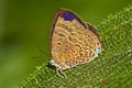 Labuan Oakblue Arhopala labuana