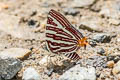 Large Long-banded Silverline Spindasis seliga sp. nov.