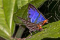 Large Long-banded Silverline Spindasis seliga sp. nov.