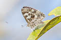 Large Pointed Pierrot Niphanda tessellata tessellata