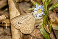 Large-spot Blue Caerulea coeligena chengmaica