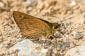 Large-spot Plain Ace Thoressa hyrie (Variable Ace)