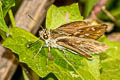 Large-spot Plain Ace Pedesta hyrie (Variable Ace)