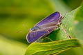 Large-spotted Oakblue Arhopala nicevillei