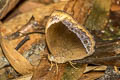 Large White-bar Bushbrown Mycalesis anaxioides