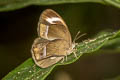 Large White-bar Bushbrown Mycalesis anaxioides