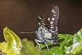 Large White Flat Satarupa gopala gopala