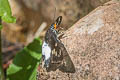 Large White Flat Satarupa gopala gopala