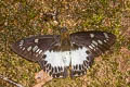 Large White Flat Satarupa gopala gopala