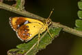 Large Forest Bob Scobura cephaloides kinka