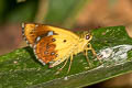Large Forest Bob Scobura cephaloides kinka
