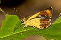 Large Forest Bob Scobura cephaloides kinka