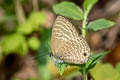 Large Fourline Blue Nacaduba pactolus continentalis