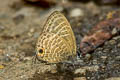 Large Fourline Blue Nacaduba pactolus continentalis