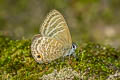 Large Fourline Blue Nacaduba pactolus continentalis