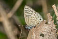 Large Fourline Blue Nacaduba pactolus continentalis