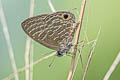 Large Fourline Blue Nacaduba pactolus continentalis