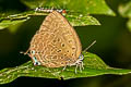 Large Metallic Oakblue Arhopala aedias agnis