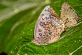 Large Oakblue Arhopala amantes amatrix