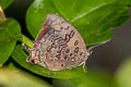 Large Oakblue Arhopala amantes amatrix