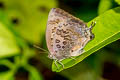 Large Oakblue Arhopala amantes amatrix