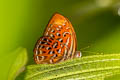 Larger Harlequin Taxila haquinus haquinus