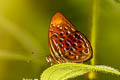 Larger Harlequin Taxila haquinus haquinus