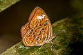 Larger Harlequin Taxila haquinus haquinus