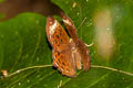 Larger Harlequin Taxila haquinus berthae