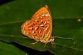 Larger Harlequin Taxila haquinus berthae