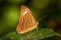 Larger Harlequin Taxila haquinus fasciata