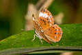 Larger Harlequin Taxila haquinus fasciata