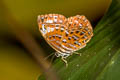 Larger Harlequin Taxila haquinus fasciata