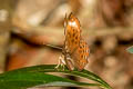 Larger Harlequin Taxila haquinus haquinus