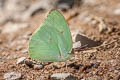 Lemon Emigrant Catopsilia pomona pomona