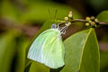 Lemon Emigrant Catopsilia pomona pomona