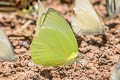 Lemon Emigrant Catopsilia pomona pomona