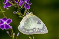 Lemon Emigrant Catopsilia pomona pomona