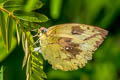 Lemon Emigrant Catopsilia pomona pomona