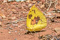 Lemon Emigrant Catopsilia pomona pomona