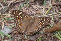 Lemon Pansy Junonia lemonias lemonias