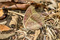 Lemon Pansy Junonia lemonias lemonias