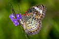 Leopard Lacewing Cethosia cyane euanthes