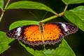 Leopard Lacewing Cethosia cyane euanthes