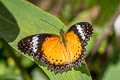 Leopard Lacewing Cethosia cyane euanthes